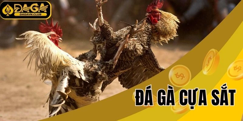 Đá gà cựa sắt