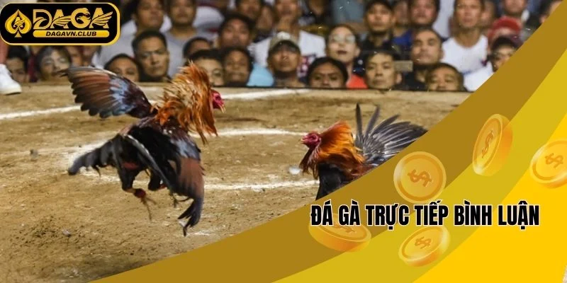 Đá gà trực tiếp bình luận