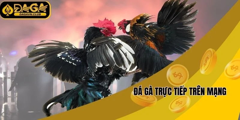 Đá gà trực tiếp trên mạng